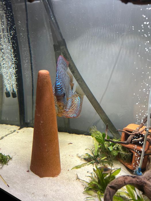 Paletki rybki słodkowodne