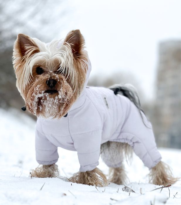 Zimowy kombinezon da psa, ręcznie szyty (szary, lilowy)