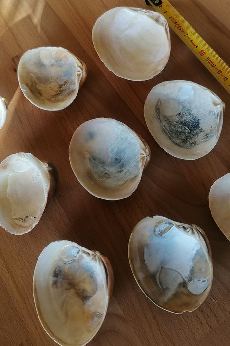 Conjunto 9 conchas do mar