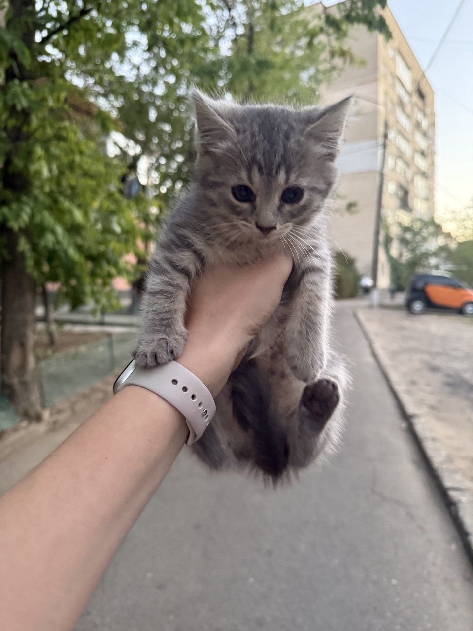 Котята обработаны от паразитов