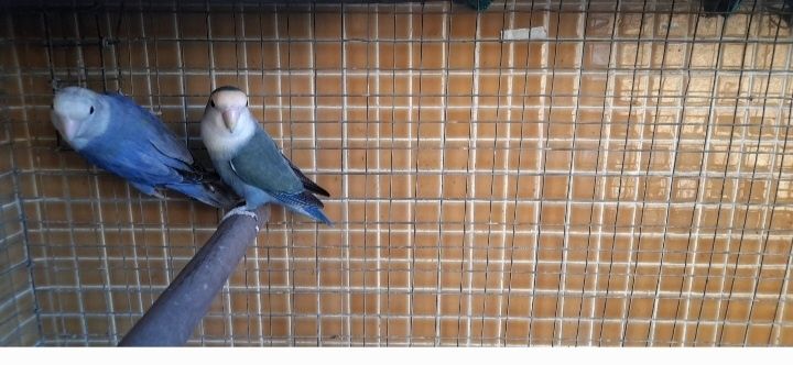 Para cedência casal