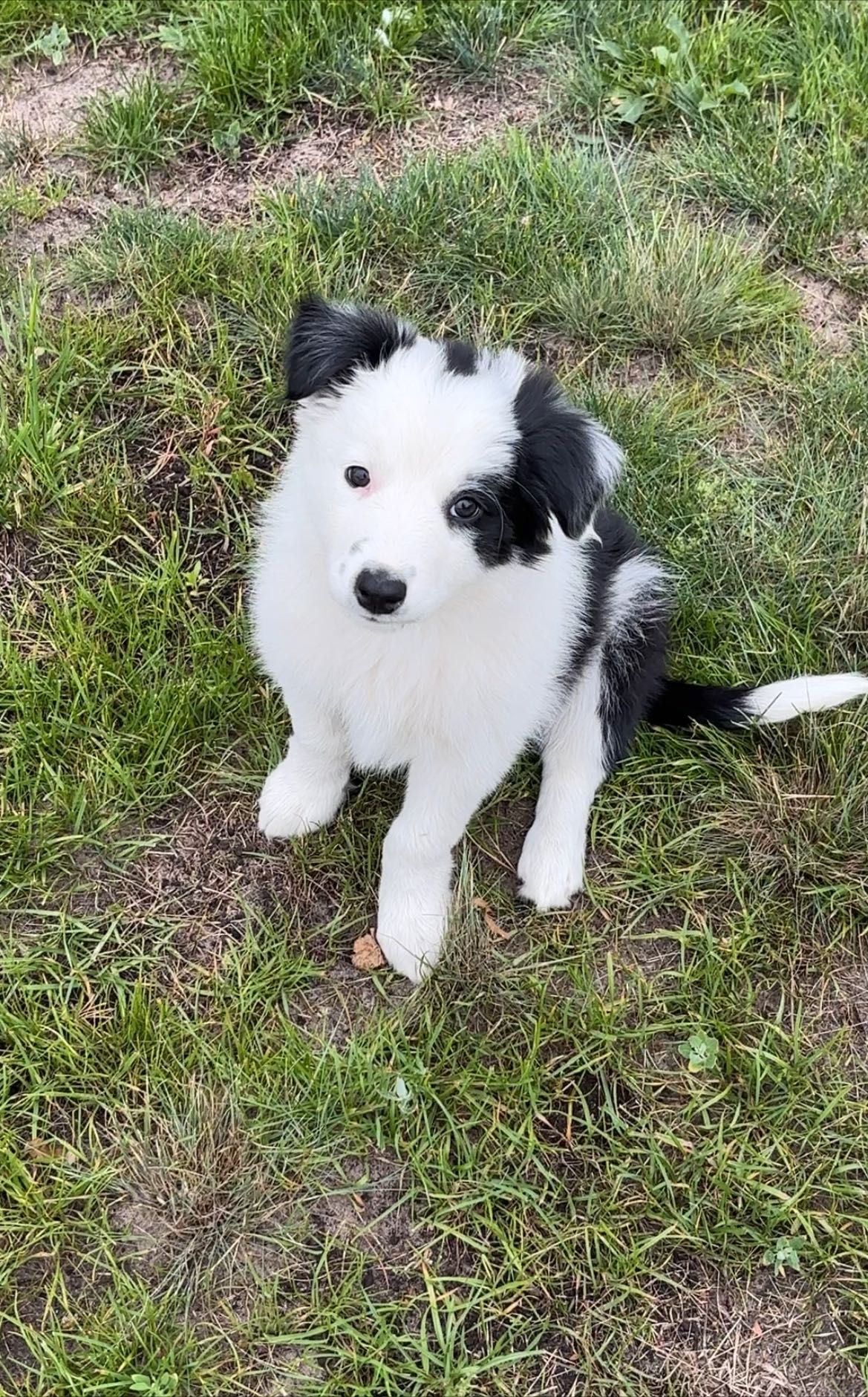 Border collie samiec ISDS/FCI