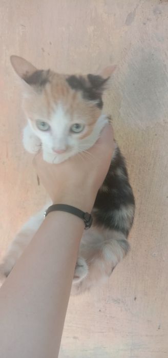 Трехцветный котенок. Кот. Кошка. Кошечка даром. Котята бесплатно