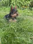 York yorki yorki yorki
