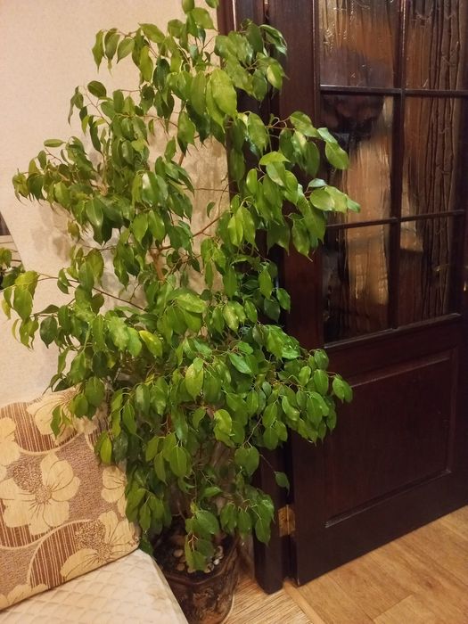 Продаю фікус Бенджаміна
