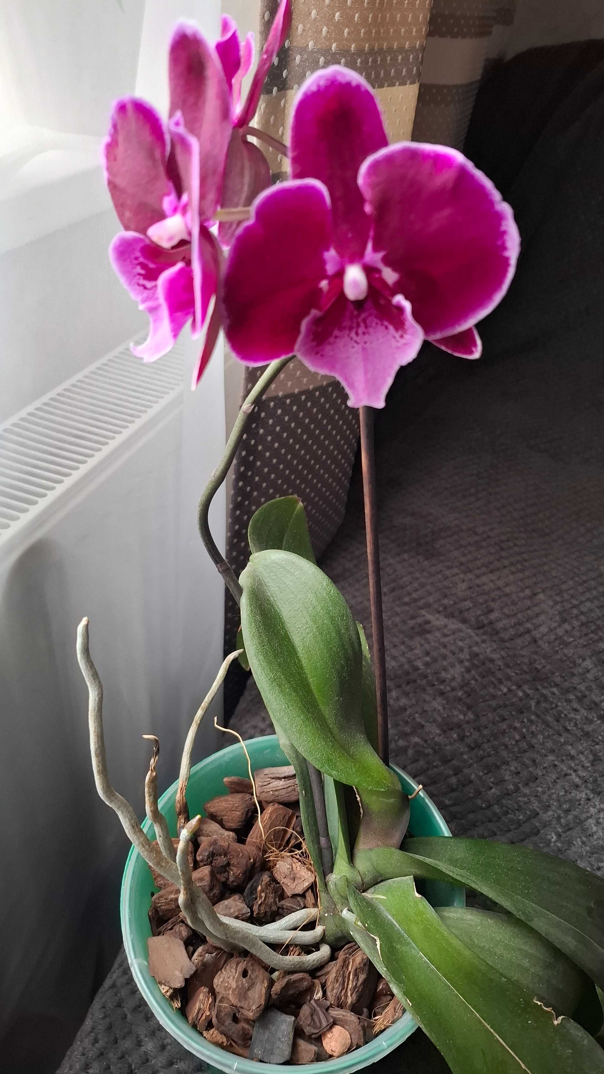 Орхидея биг лип phal. Lembongan