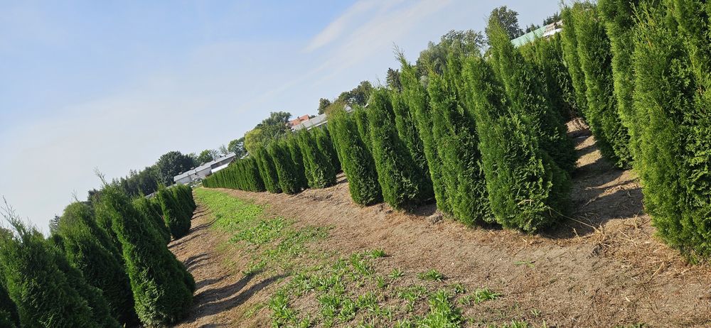 Tuja szmaragd likwidacja szkółki