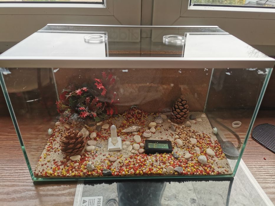 Formikarium King Cork Zestaw