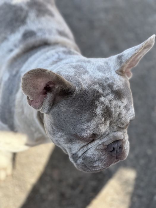 Вязка французского бульдога