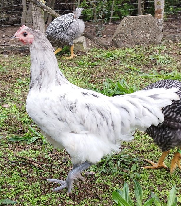 Młode koguty Australorp - bardzo dobre pochodzenie!