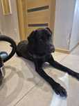 Oddam psa w dobre ręce - Labrador Retriever