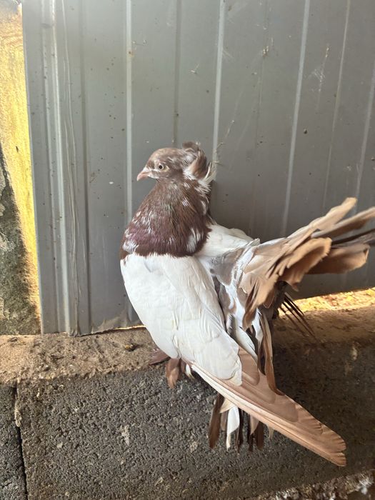 Pombos leque indiano