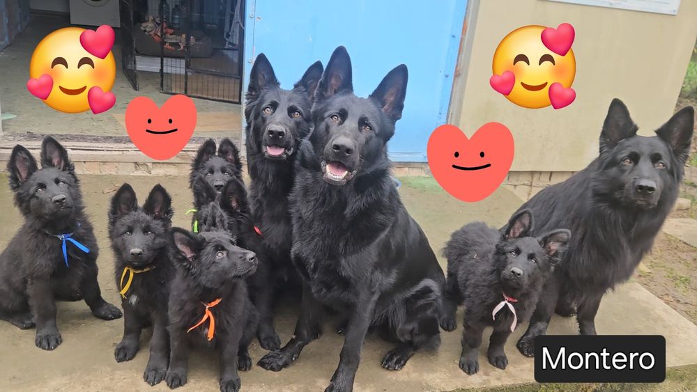 Owczarek Staroniemiecki Czarny