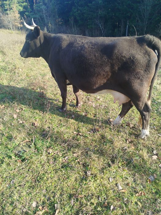 Продам корову тільна