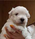 West highland White terrier szczeniak