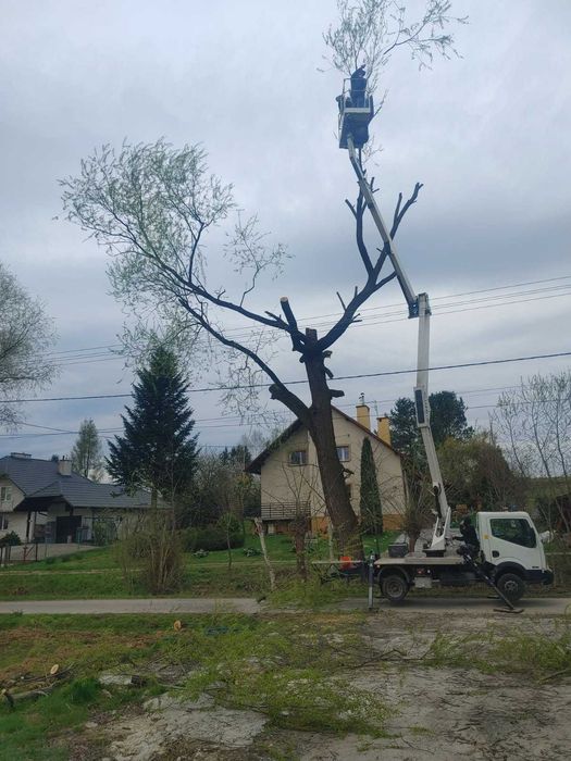 Wycinka drzew usługi frezowania pni koszenie usługa rębakiem