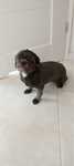 Wuczka rasy shih tzu