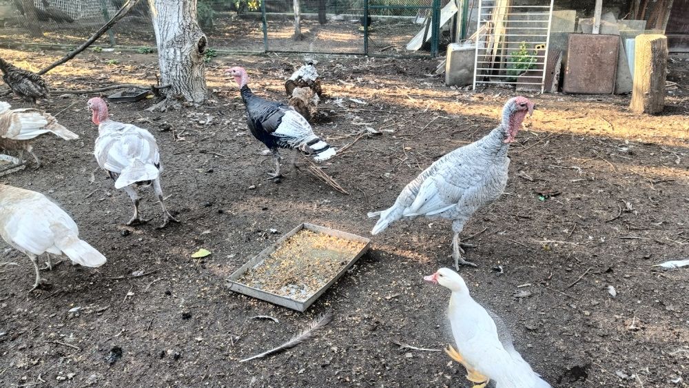 Indor lawendowy 2024