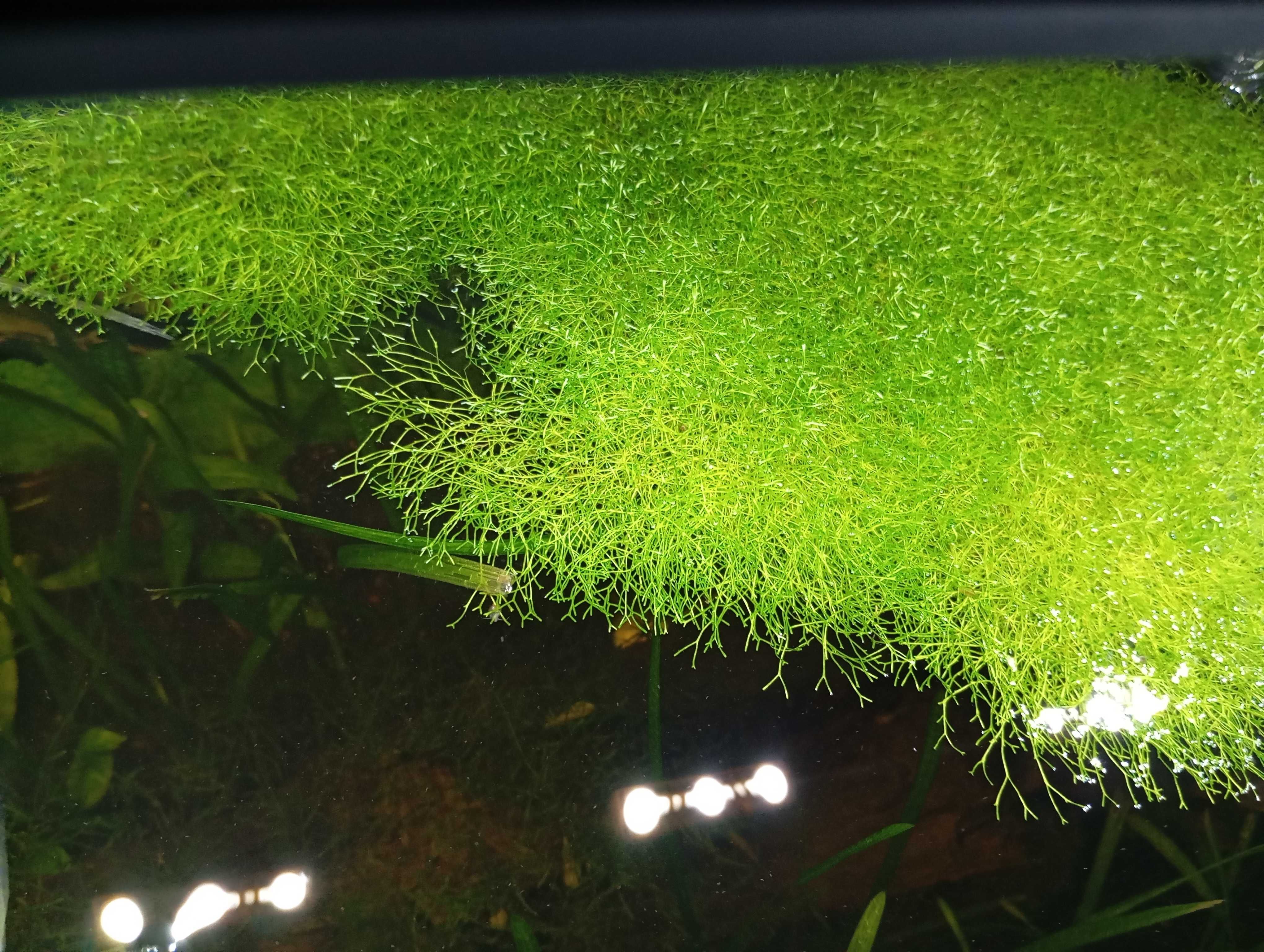 Mech wgłębka wodna i Java moss,  nurzaniec sprzedaż lub zamiana