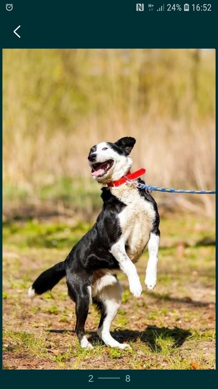 BIMM - mix border collie. 3- letni, łagodny