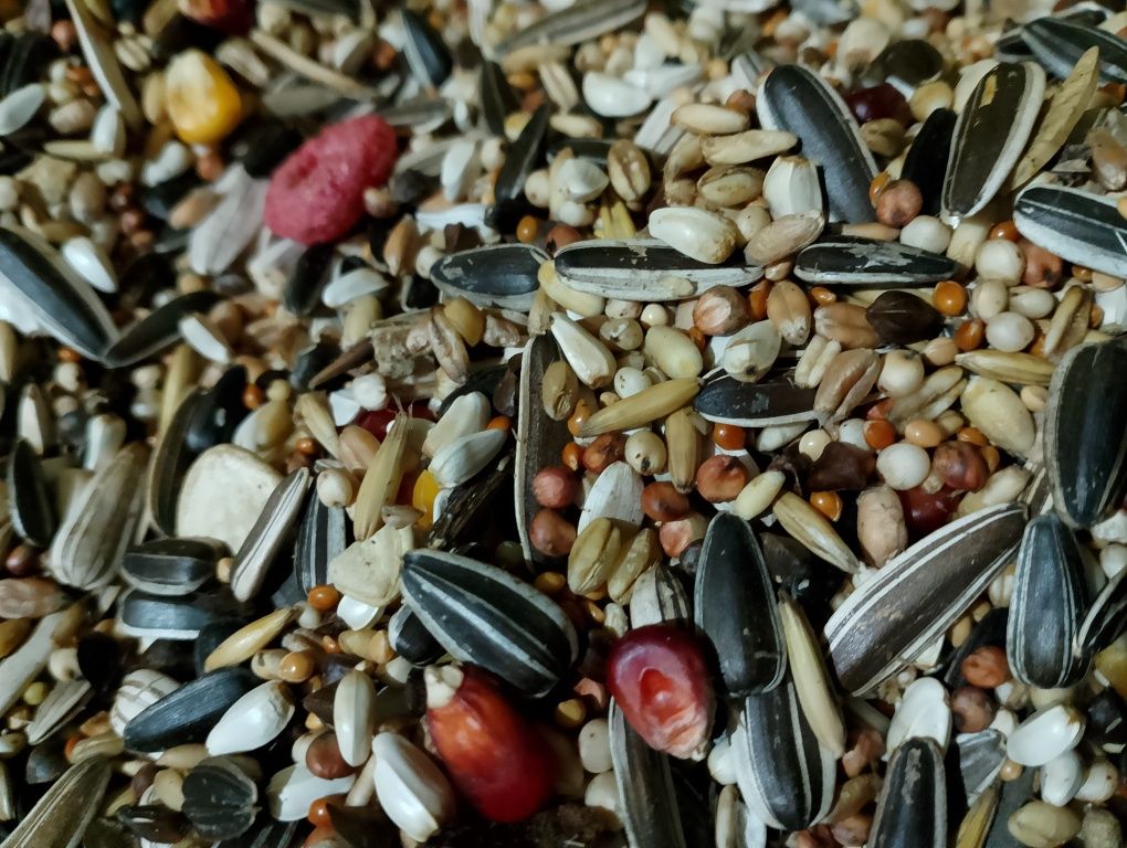 Karma dla dużych papug