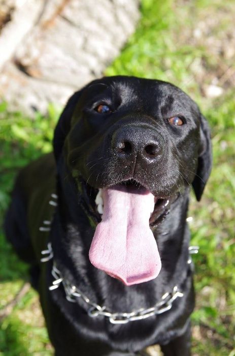 Кобель лабрадора для вязки полный пакет документов ККУ