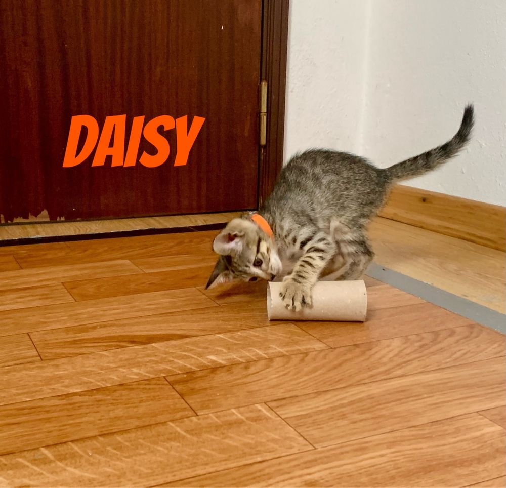 Gatinhos para adoção