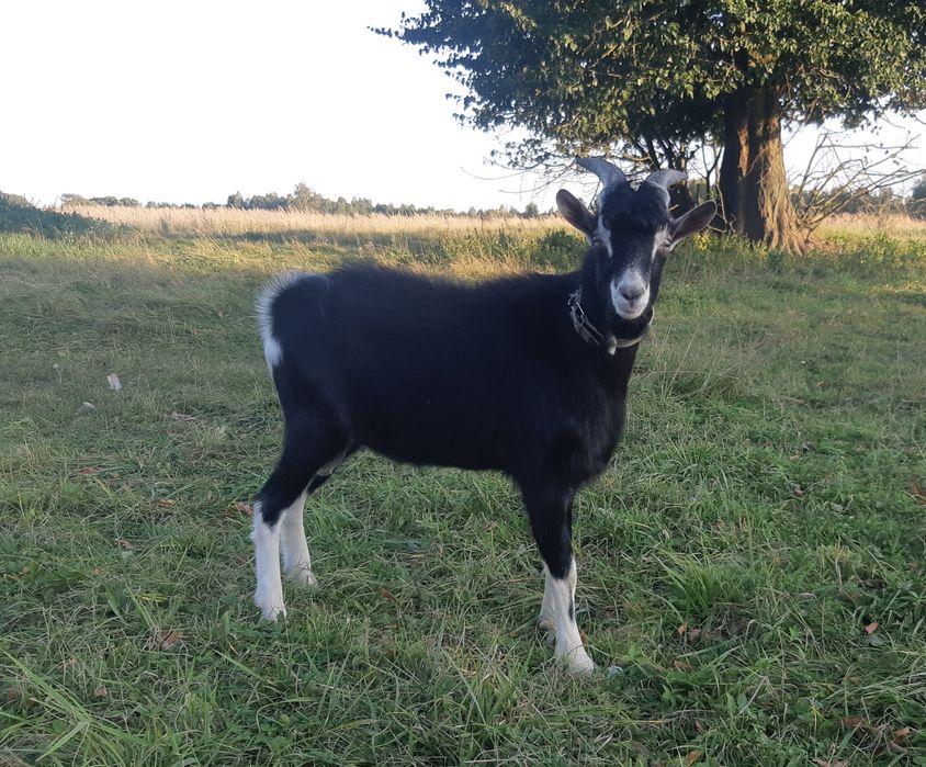 50% Тюрингський козлик