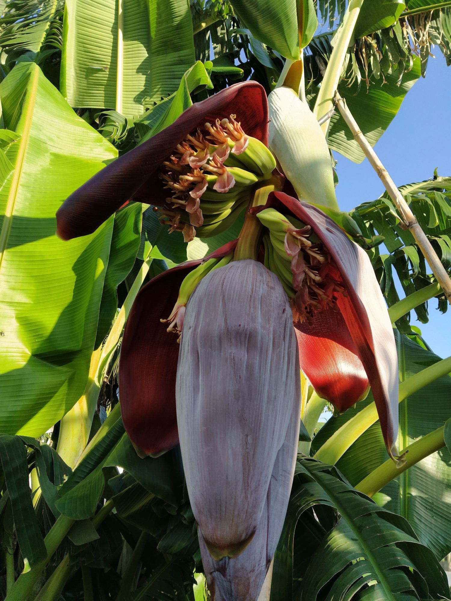 Coração Umbigo de Bananeira.