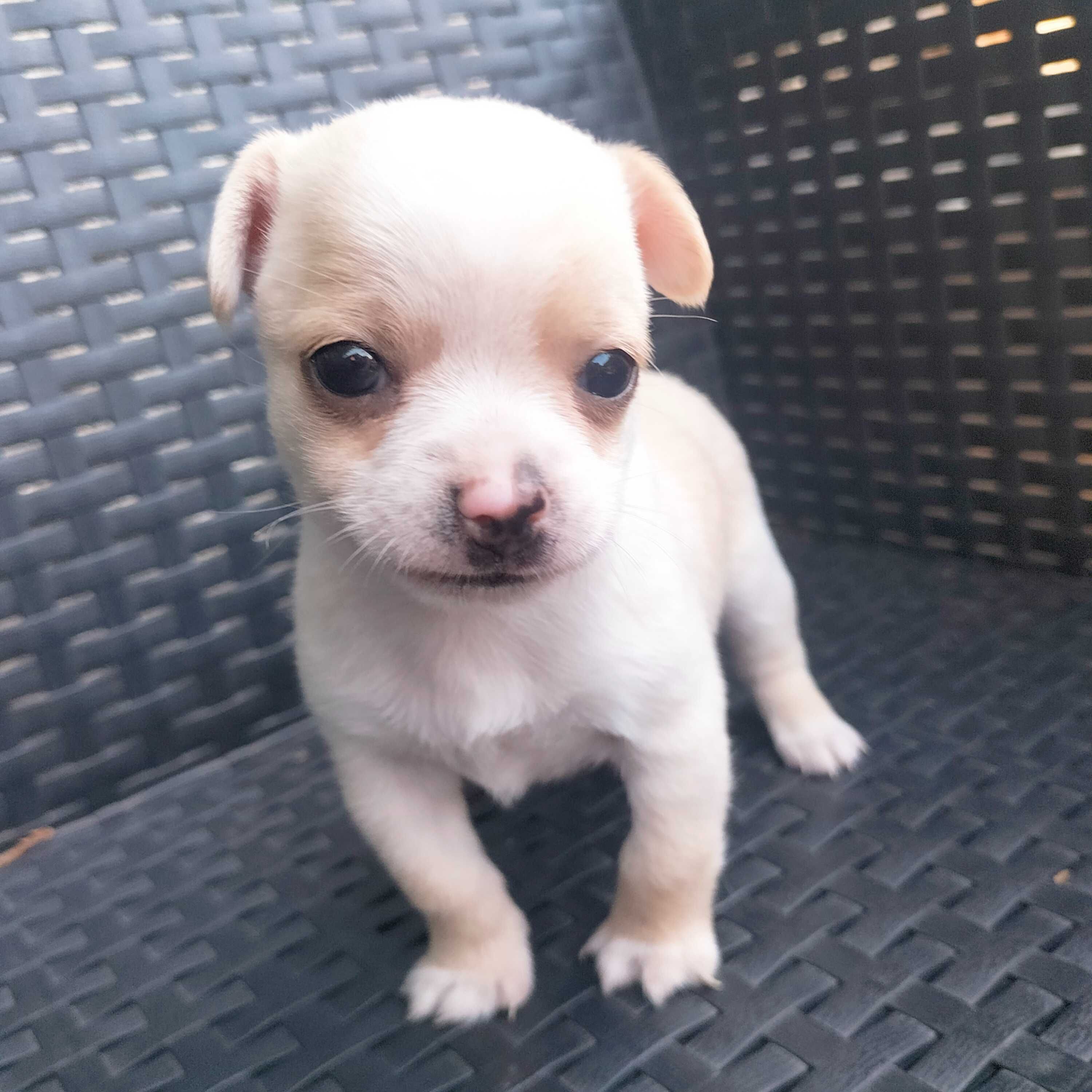 Chihuahua mini macho