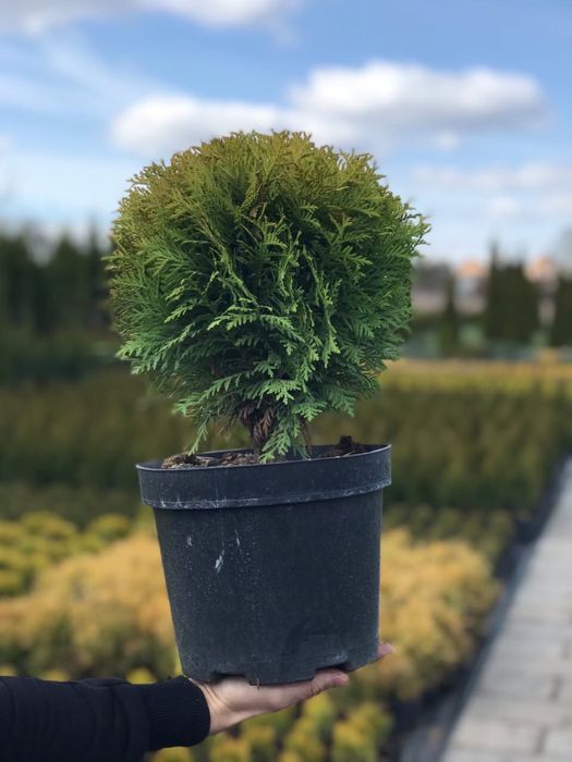 Шаровидна туя Даніка