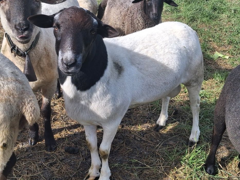 Sprzedam barana dorper