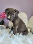 Urocza suczka Amstaff!