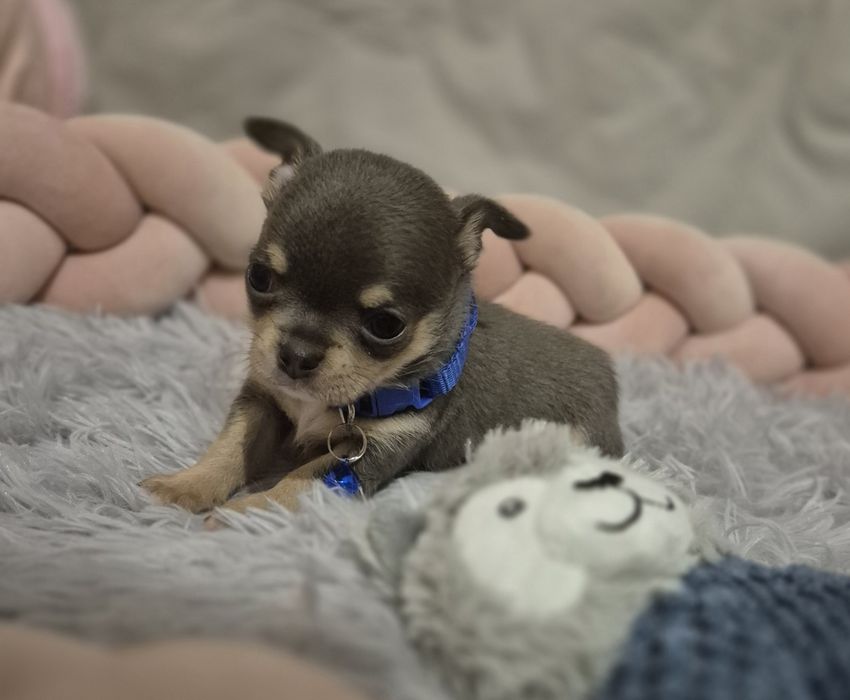 Chihuahua krótkowłosy BLUE & TAN z rodowodem ZKwP