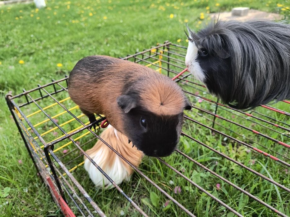 Свинка морская Коронет и Крестед