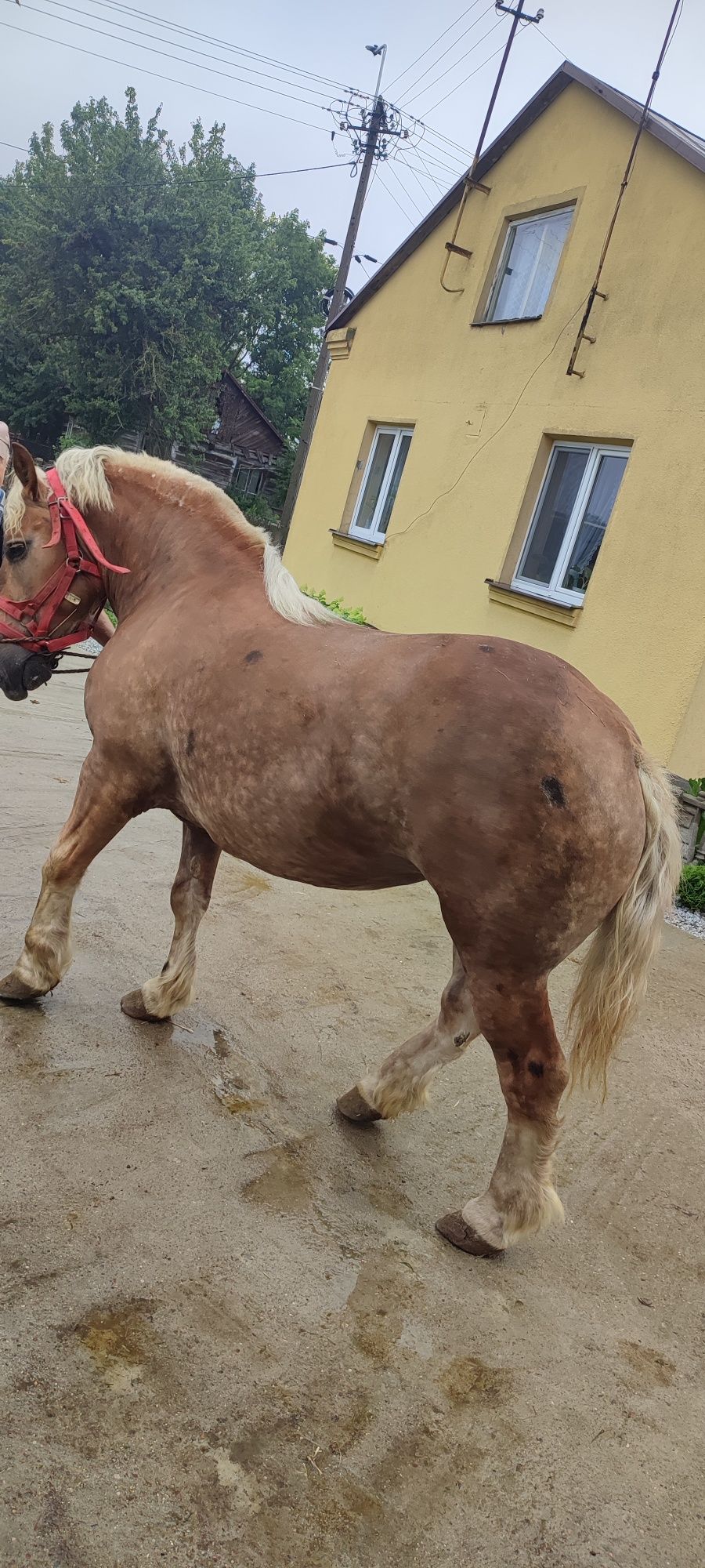 Dwie klacze zimnokrwiste  kara i kasztanka