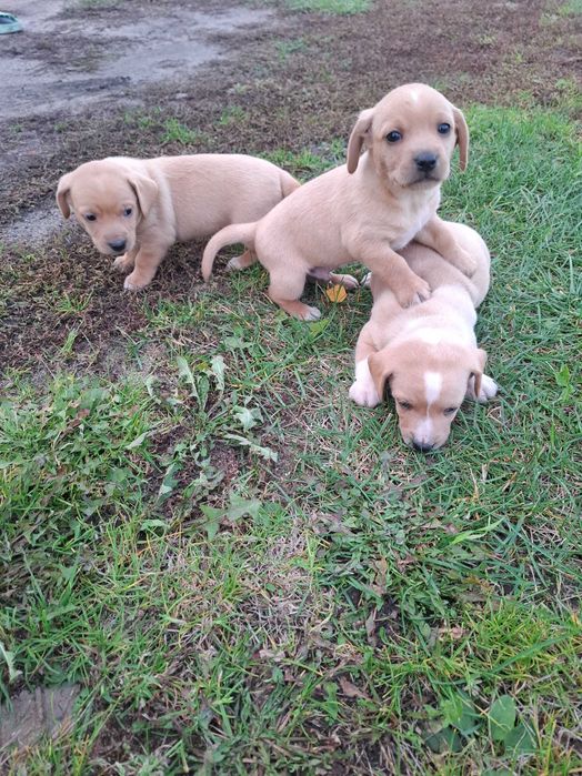 Oddam sliczne pieski