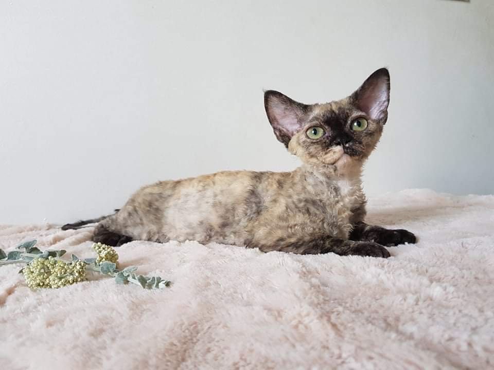 Devon Rex - idealna głowa