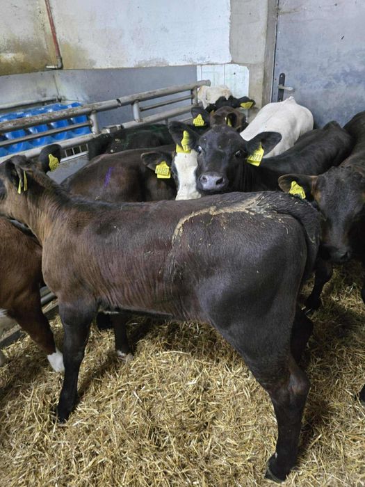 Sprzedam 12 jałówek samodzielnych dostawa cała Polska