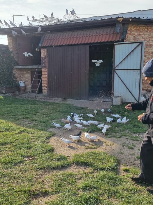 GOŁEBIE DO sprzedania