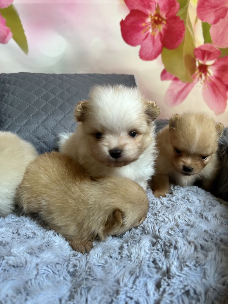 Szpic miniaturowy Pomeranian - do rezerwacji