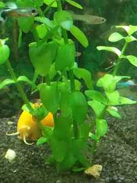 Bacopa Caroliniana - roślina do akwarium