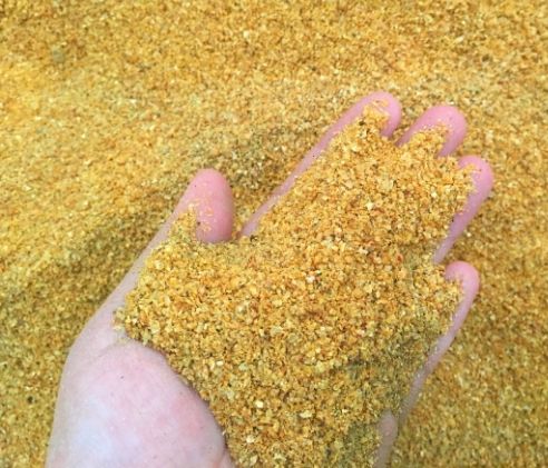 DDGS SUSZONY wywar kukurydziany gorzelniany dla drobiu bydła i trzody