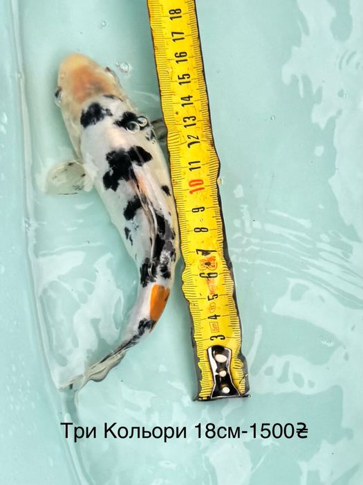 Короп коі кои карп Бойовий харківський штучний риба 20-50см