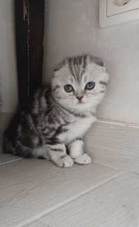Шотландскй котенок мрамор на серебре девочка Скоттиф-фолд