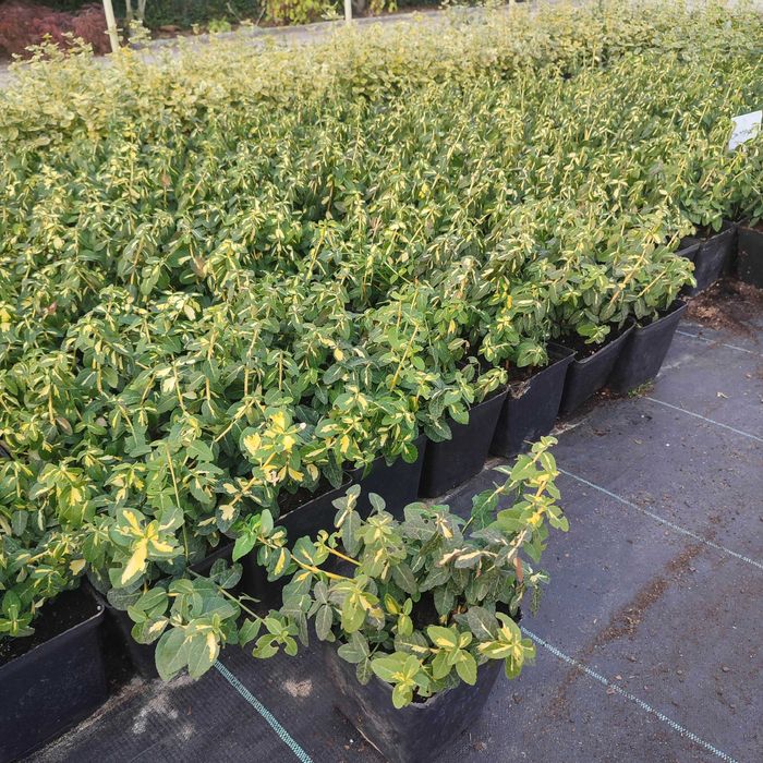 Trzmielina Fortunea , Euonymus fortunei sadzonka w pojemniku 1,5litra