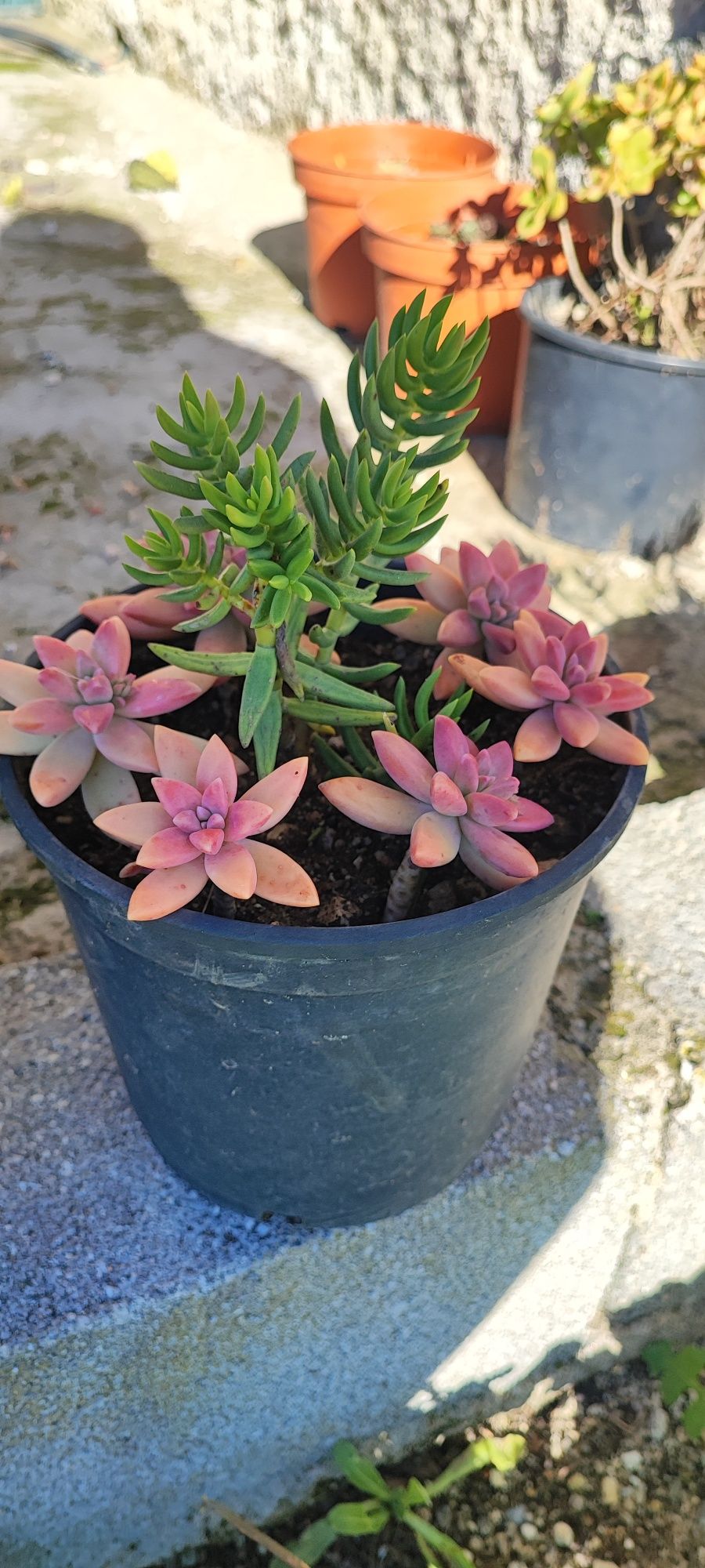 Planta suculenta