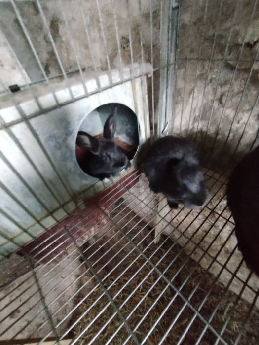 Vendo coelhos com 2 meses de idade