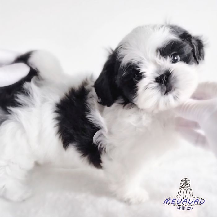 Filhote Macho Shih Tzu