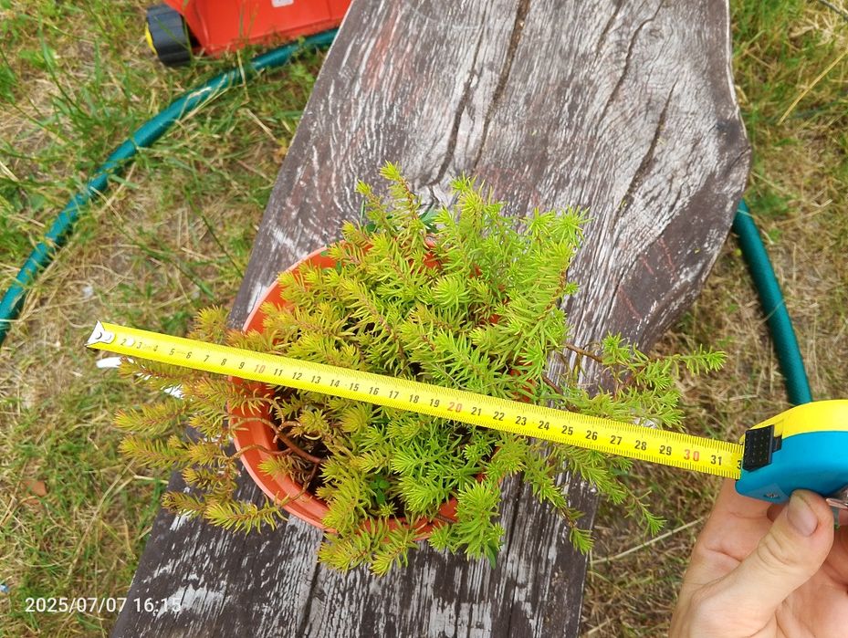 Rozchodniki ościsty angelina